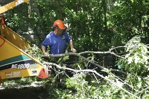 tree services Xenia
